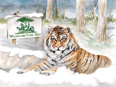 Woodland Park Zoo welcomes a Malayan Tiger - Azul! Limited Edition Print