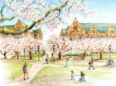 Yoshino cherry trees at UW Quad - Limited Edition Print