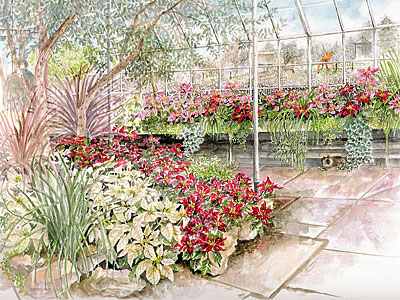 Poinsettia Display at Volunteer Park Conservatory Limited Edition Print